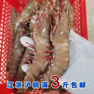 12个 一斤11 石浦海鲜 新鲜冷冻红爪竹节虾斑节虾九节虾