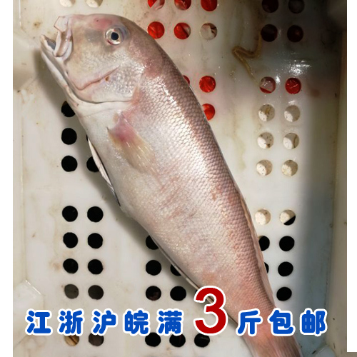 石浦海鲜 东海野生大马头鱼斧头鱼方头鱼白甘鲷  1.5-3斤左右/条