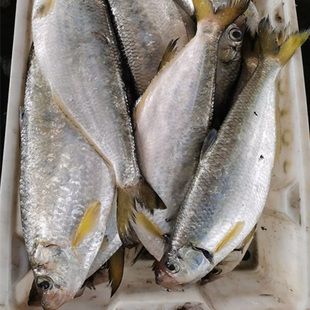 东海新鲜力鱼 新鲜勒鱼 白力鱼 白鳞鱼 香鱼 1-2斤左右/条