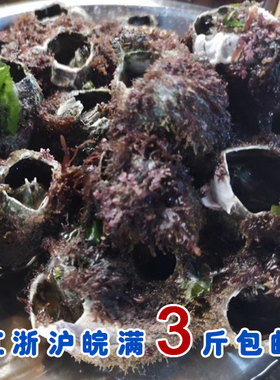 石浦海鲜  渔山岛现挖鲜活藤壶球大cuo球   非常鲜肉 缺货啦