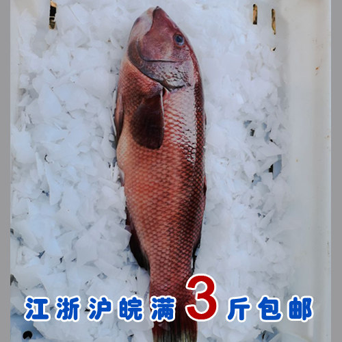 石浦海鲜 东海稀有杂鱼 新鲜小寿星鱼/隆头鱼  极少碰到