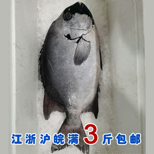 东海海钓新鲜度一流  大石鲷鱼/条石鲷鱼   可刺身   这条8斤左右