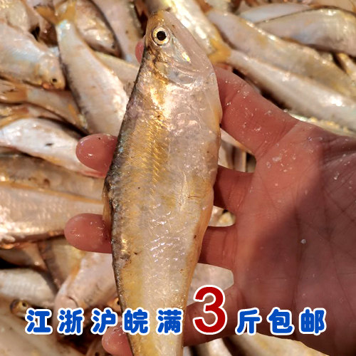 石浦海鲜  东海新鲜大黄及鱼/黄吉鱼/黄鲫鱼   一斤约13条