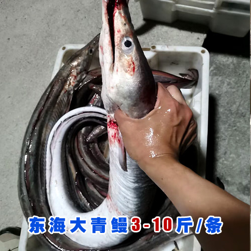 新鲜海钓海捕 东海海鳗鱼青鳗鱼白鳗  整条发有鱼胶 3-10斤/条