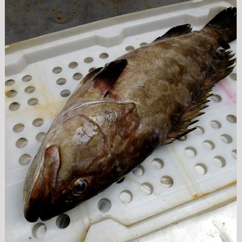 石浦海鲜  东海深海新鲜云纹石斑鱼油斑  高档好鱼  肉质鲜嫩