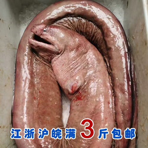 稀有猛货 红鳗鱼 大海鳝鱼 井根鱼  现货没有要等