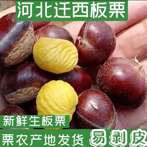 25年生新鲜板栗正宗河北迁西板栗燕山山脉油板栗遵化野生毛板栗