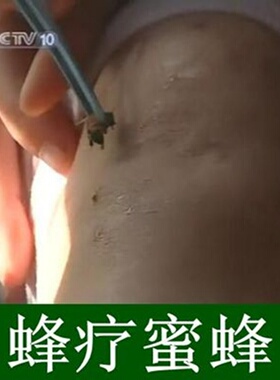 意蜂活体蜜蜂 蜂疗蜜蜂 蜂毒蜂针疗法 家庭蜂疗专用 异宠螳螂饲料