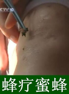 活体蜜蜂疗法家庭专用宠物饲料