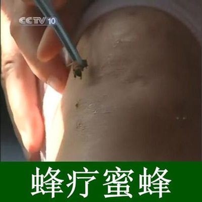 活体蜜蜂疗法家庭专用宠物饲料