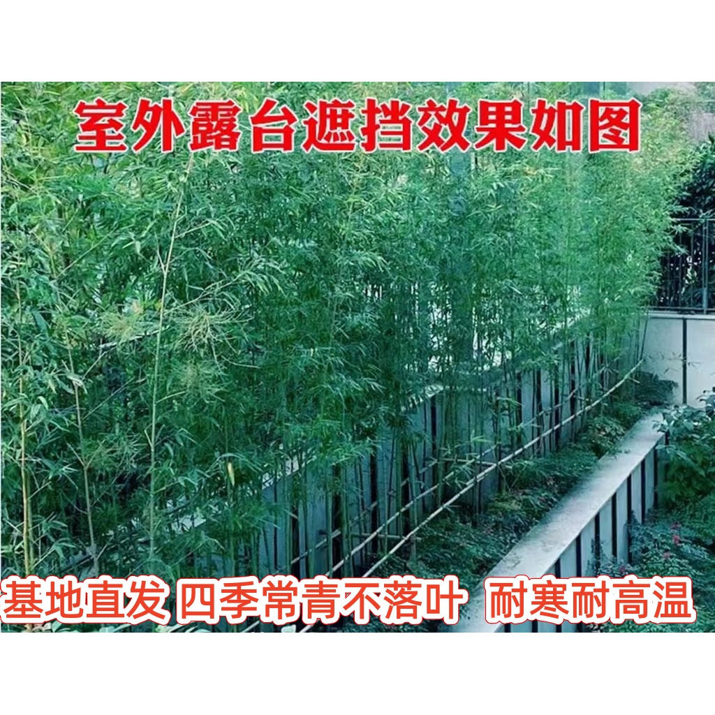 竹子苗庭院植物盆栽四季常青绿化黄金竹苗观赏金镶玉竹毛竹紫竹苗