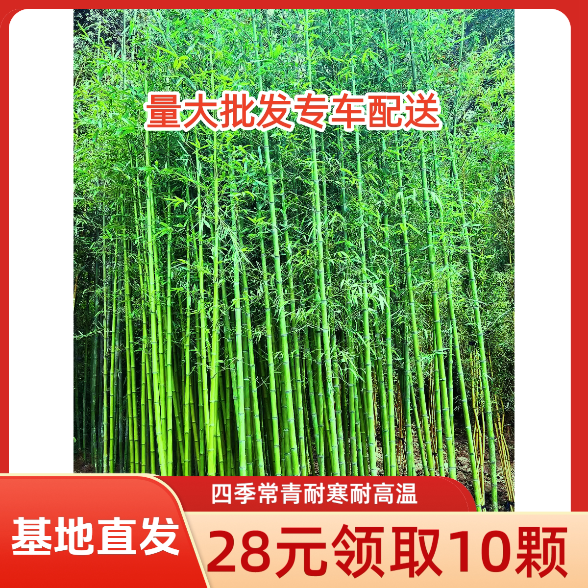 竹子苗庭院植物盆栽四季常青绿化黄金竹苗观赏金镶玉竹毛竹紫竹苗