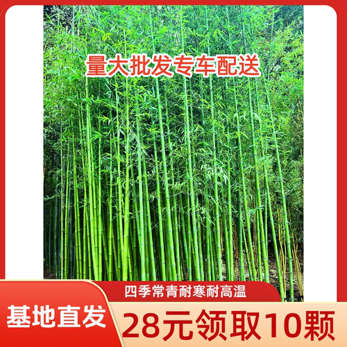 竹子苗庭院植物盆栽四季常青绿化黄金竹苗观赏金镶玉竹毛竹紫竹苗
