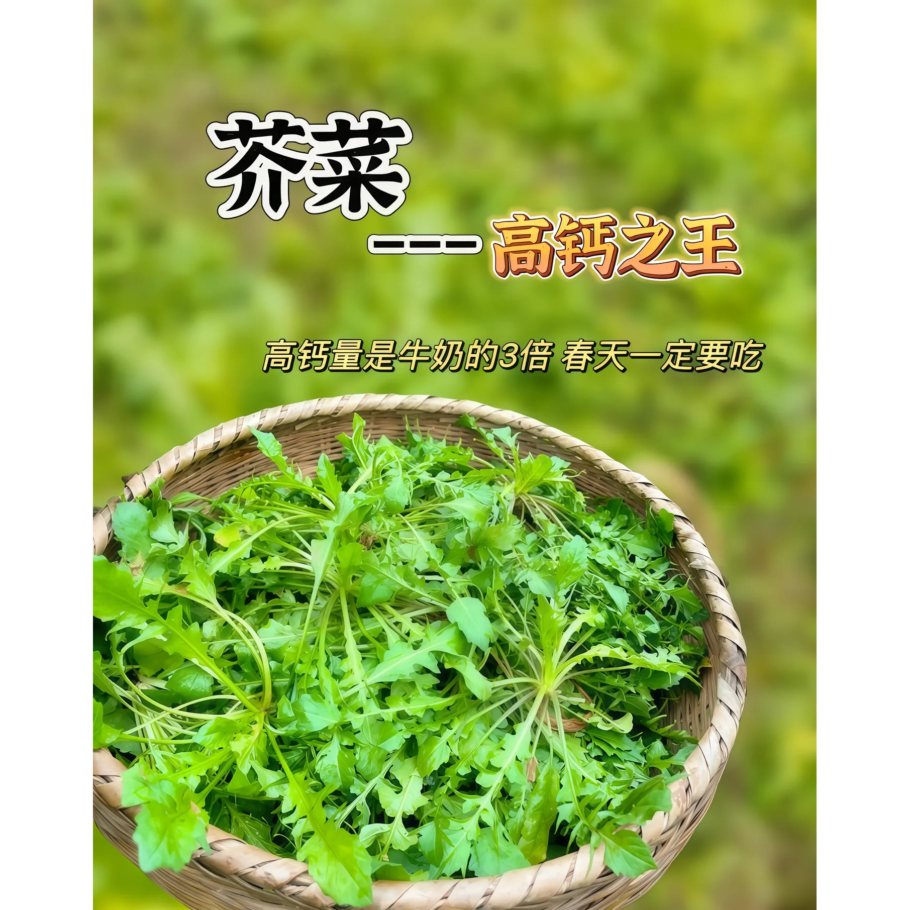 新鲜荠菜野菜新鲜包邮带根野生荠其它