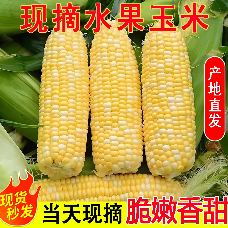 农家新鲜水果甜玉米农家现摘生吃嫩玉米棒带壳一整箱批发价