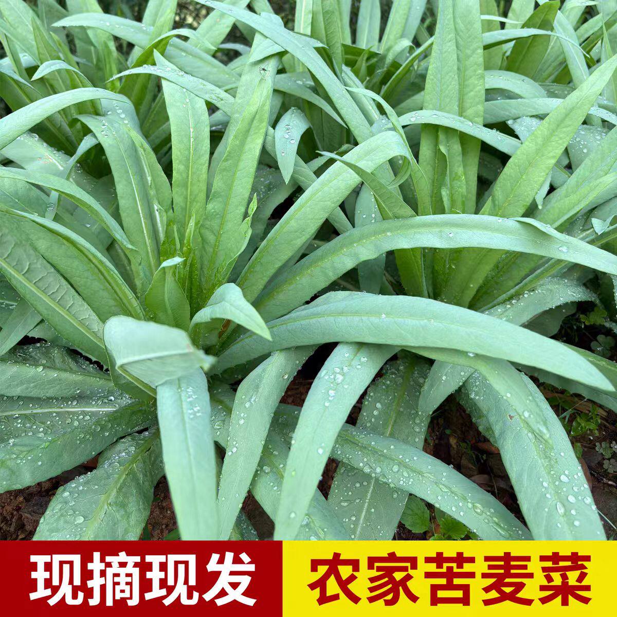 农家露天老品种苦麦菜新鲜蔬菜土菜苦麻菜苦马菜苦莴苣微苦油麦菜