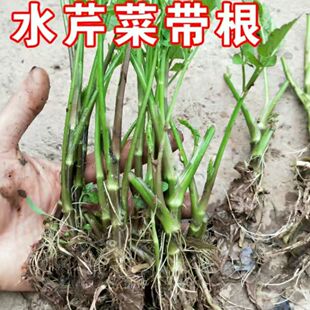 野生水芹菜苗 水芹菜种苗 易活 包活 四季可栽可食可绿化带芹菜根