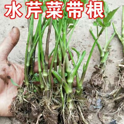 野生水芹菜苗 水芹菜种苗 易活 包活 四季可栽可食可绿化带芹菜根