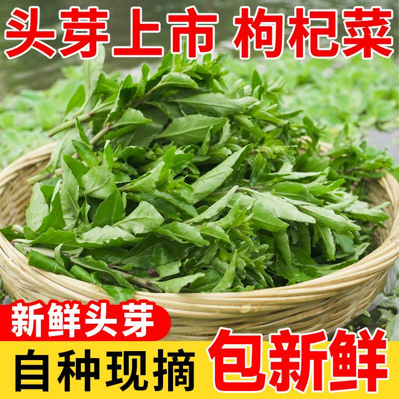 枸杞芽顺丰新鲜现摘包邮食用枸杞叶苗枸杞尖野菜头枸杞菜蔬菜农家