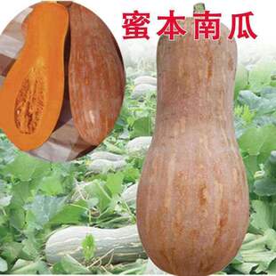 山里农家自种老品种长老南瓜粉糯香甜熬粥宝宝辅助老黄长南瓜速发