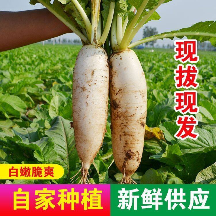 农家新鲜高山白萝卜当季蔬菜