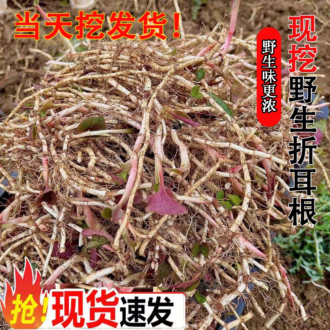 野生新鲜鱼腥草嫩根折耳根贵州特产农家自种节节根凉拌侧耳根
