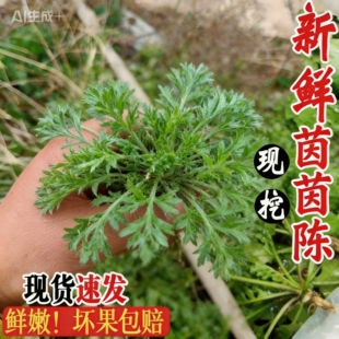 新鲜茵陈苗新鲜野生茵陈苗新鲜现挖茵陈苗新鲜蔬菜