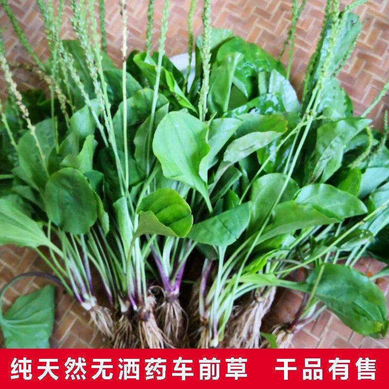 车前草泡茶整株全草新鲜无硫清热干泡水喝车前草茶车前草浙江