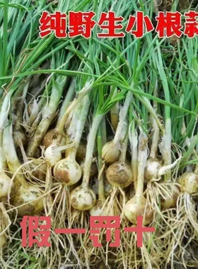 浙江新鲜野葱现挖现发天然小根蒜胡葱百香葱苦藠头薤白贵州沙葱