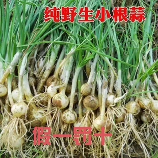 浙江新鲜野葱现挖现发天然小根蒜胡葱百香葱苦藠头薤白贵州沙葱