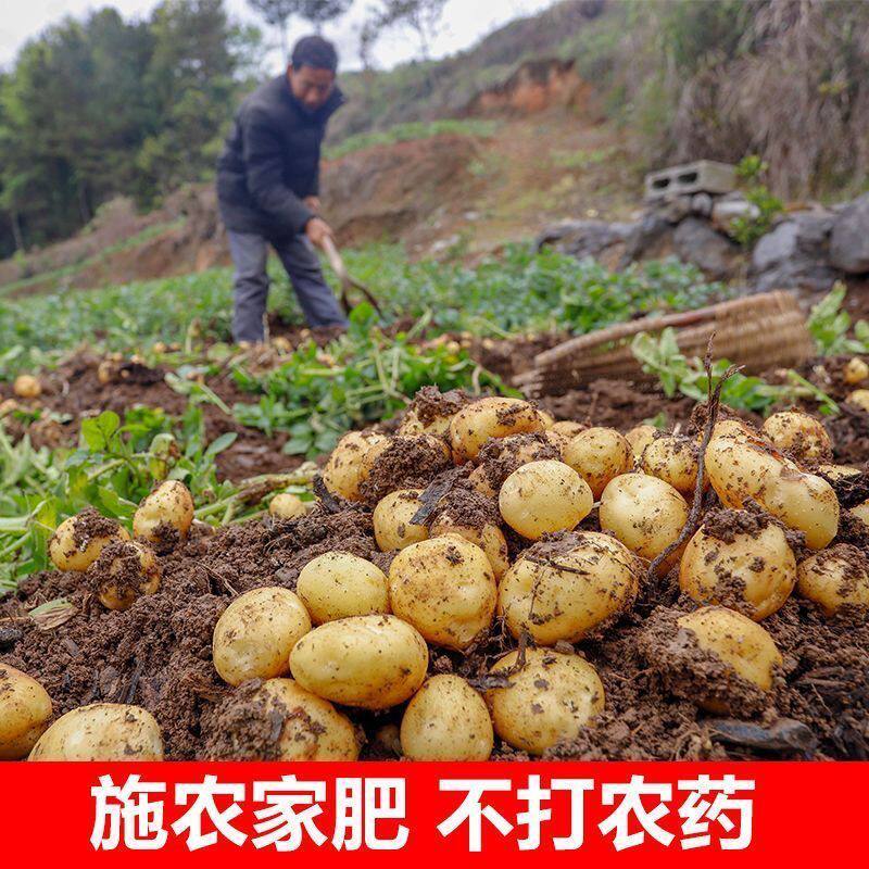 老品种农家自种黄心土豆正宗黄皮新鲜现挖马铃薯洋芋