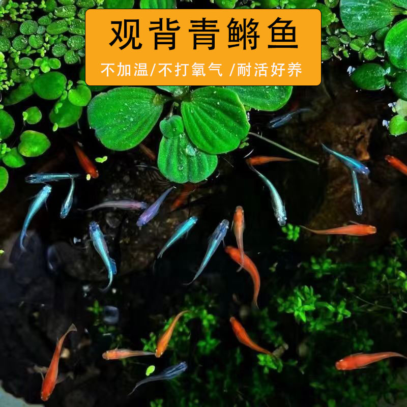 观背青鳉活体小型淡水鱼