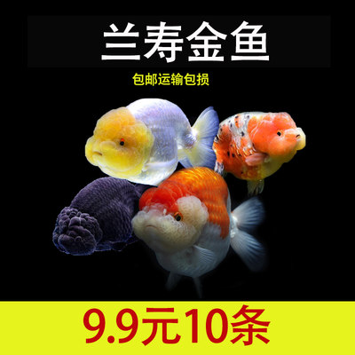 锦狮 相关商品 价格 图片 优惠券 锦狮相关淘宝天猫折扣查询 淘优券