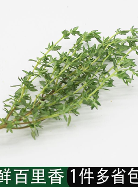 新鲜百里香西餐香料香叶调料香草麝香草西餐泰餐烧烤食用调料