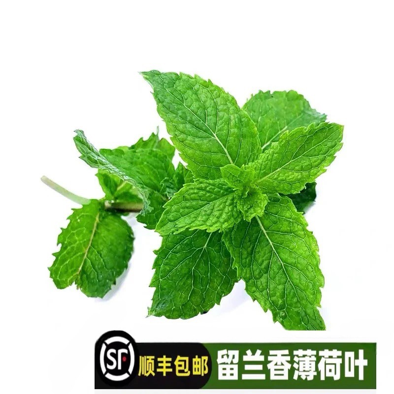 新鲜薄荷叶 食用薄荷酒吧调鸡尾薄荷叶
