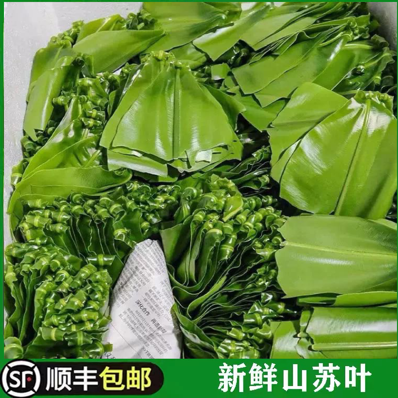 新鲜山苏叶台湾山苏菜鸟巢蕨西餐菜酒店特色菜食用山苏菜