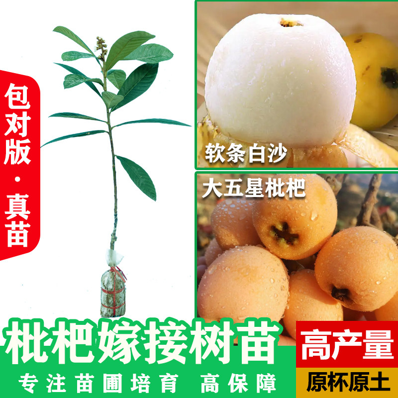 枇杷树苗大五星枇杷嫁接苗软条白