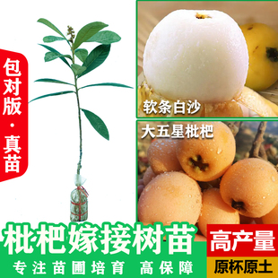 枇杷树苗大五星枇杷嫁接苗软条白沙香钟早钟早熟甜枇杷苗盆栽地栽