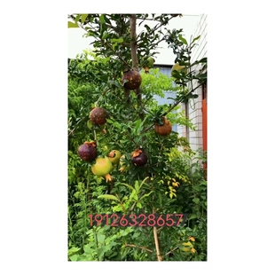 山竹树苗山竹果树苗盆栽地栽无核山竹当年结果南北方带果四季种植