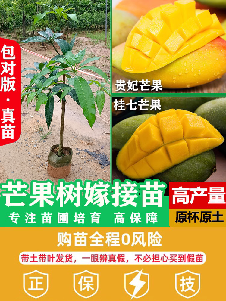 芒果树苗嫁接金煌芒红贵妃桂七四
