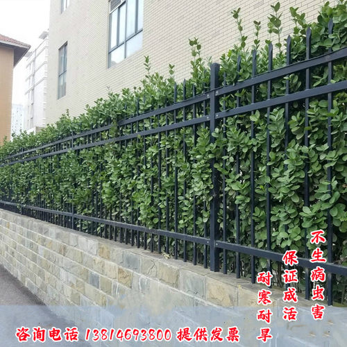 冬青树苗围墙四季常青绿篱树苗