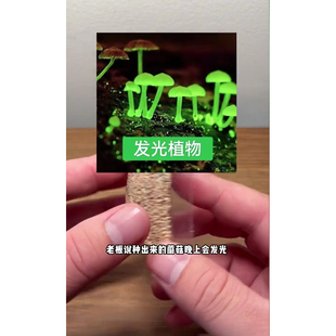 荧光蘑菇发光绿植室内菌种观赏奇特菌种夜光蘑菇夜光雨林植物盆栽