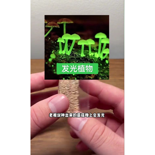 荧光蘑菇发光绿植室内菌种观赏奇特菌种夜光蘑菇夜光雨林植物盆栽