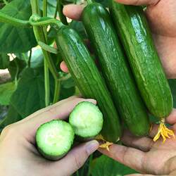 寿光蔬菜新鲜水果小黄瓜时令蔬果脆嫩水果黄瓜荷兰青瓜现摘现发