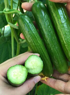 寿光蔬菜新鲜水果小黄瓜时令蔬果脆嫩水果黄瓜荷兰青瓜现摘现发