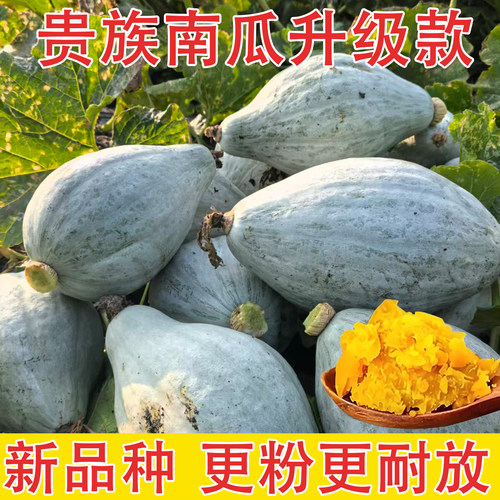 新疆贵族南瓜正宗板栗老南瓜