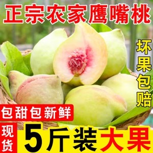 正宗连平鹰嘴桃广东河源上坪脆桃子 新鲜水果 当季现摘5斤装 包邮