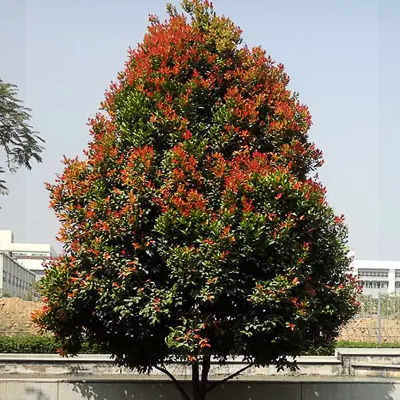 红车树苗园林绿化名贵庭院