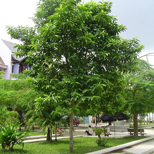 白兰花树大树庭院绿化风景树苗黄桷兰门前树白玉兰花盆栽四季常绿