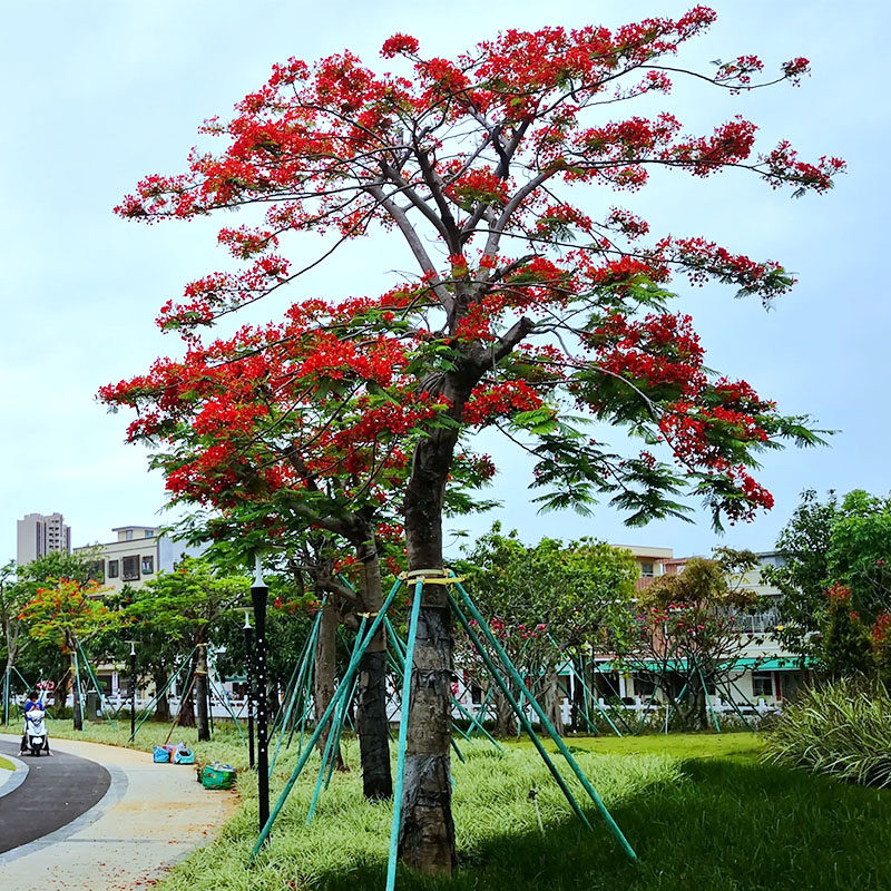 正宗凤凰木树苗盆栽庭院风景树凤凰花树苗大门口前绿化景观树苗木
